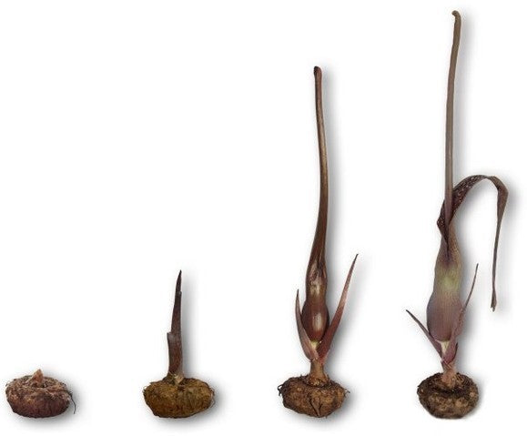 Venous SauRomatum