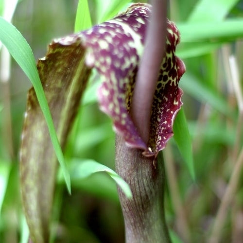 Venous SauRomatum
