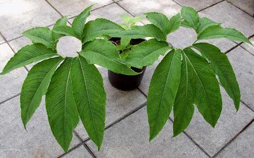 Venous SauRomatum