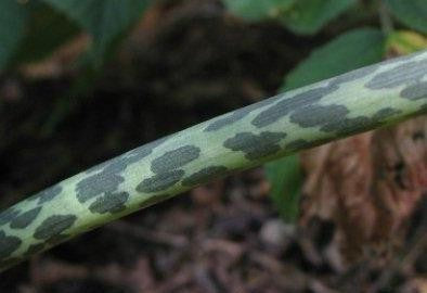 Venous SauRomatum