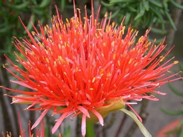 Scadoxus multiflorus Ssp.multiflorus