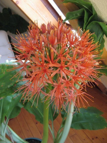 Scadoxus multiflorus Ssp.multiflorus
