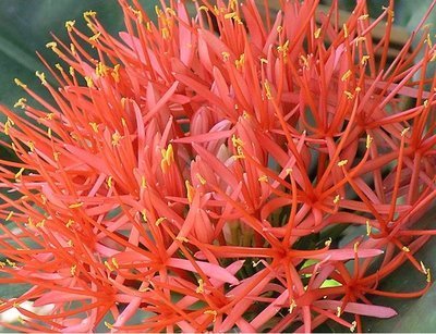 Scadoxus multiflorus Ssp.multiflorus