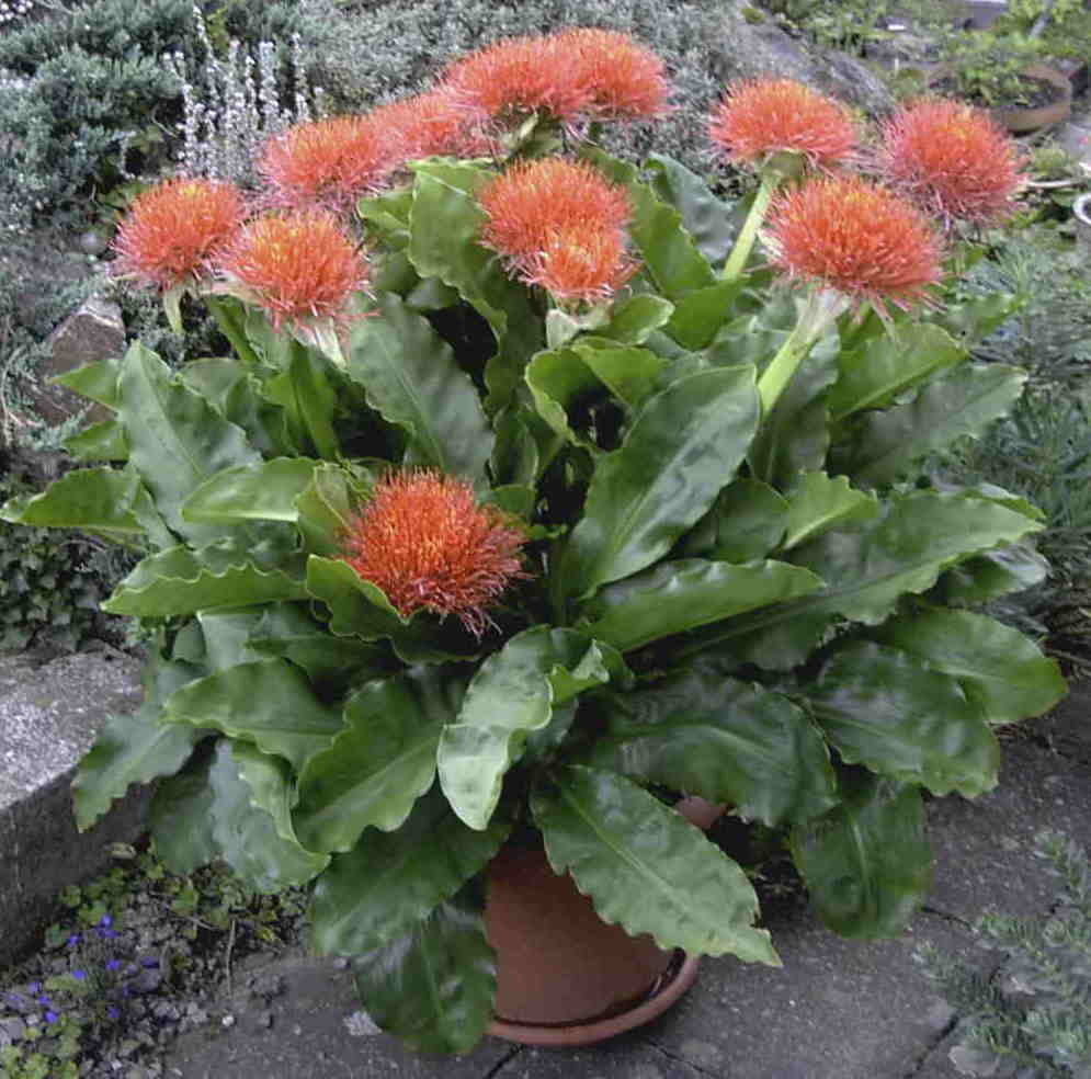 Scadoxus multiflorus Ssp.multiflorus