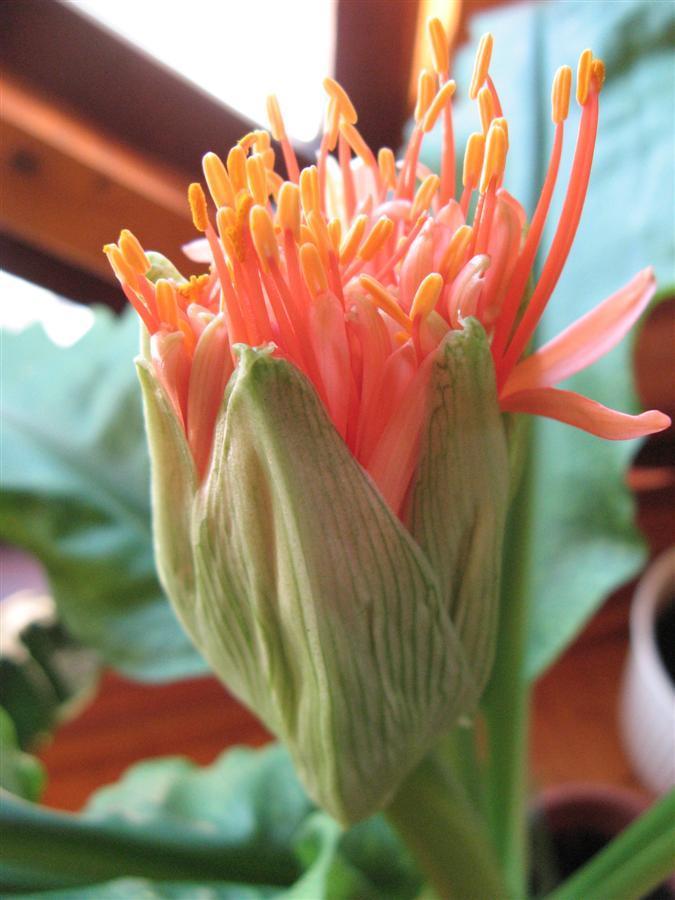 Scadoxus multiflorus Ssp.multiflorus