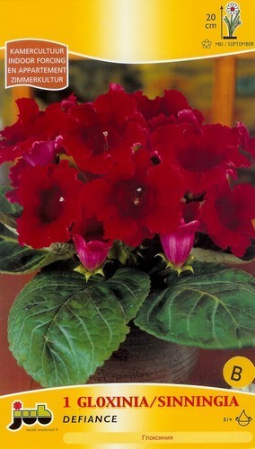 Sinningia hybriden ‘Defiance’