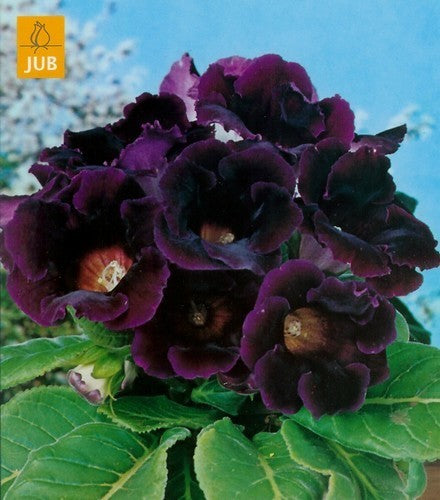 Sinningia hybriden ‘Hollywood’