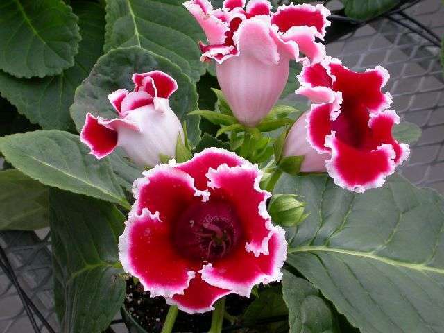 Sinningia hybriden 'Kaiser Friedrich'