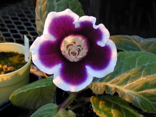 Sinningia hybriden 'Kaiser Wilhelm'