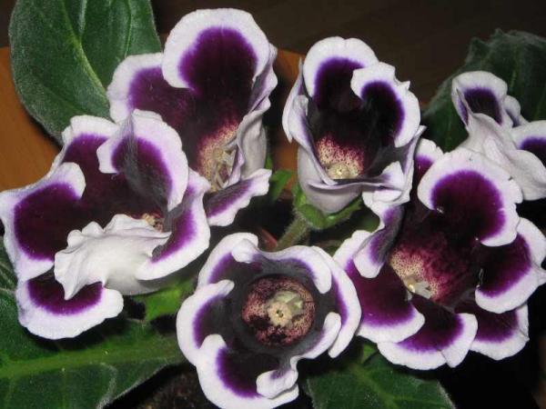 Sinningia hybriden 'Kaiser Wilhelm'