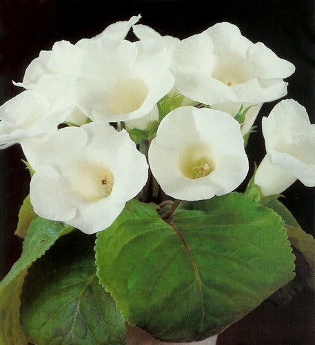 Sinningia hybriden ‘Mont Blanc’