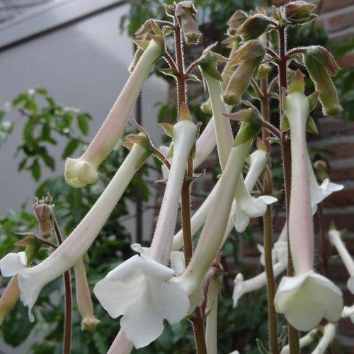 Sinningia tubiflora