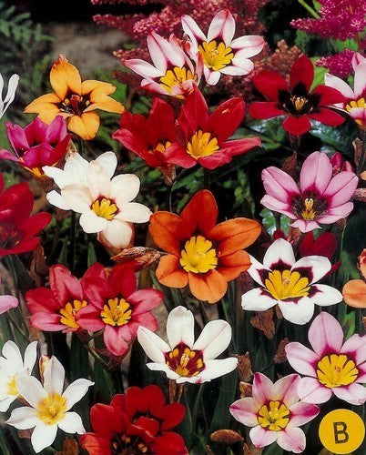 Sparaxis tricolor 'Mixed'