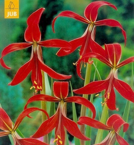 Sprekelia formosissima