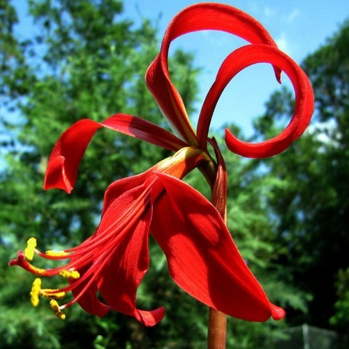 Sprekelia formosissima
