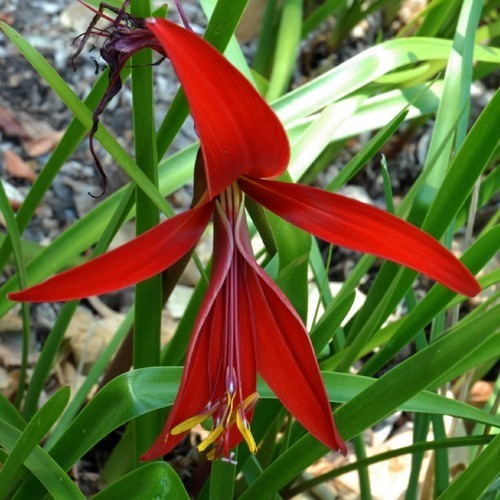 Sprekelia formosissima
