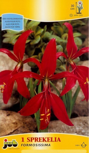 Sprekelia formosissima