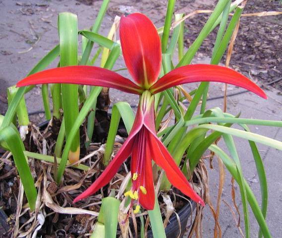 Sprekelia formosissima