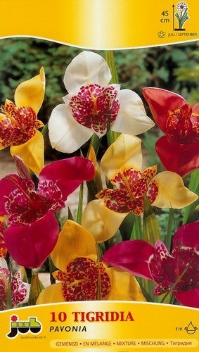 Tigridia pavonia