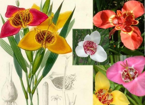 Tigridia pavonia