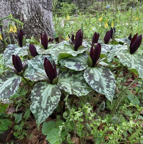 Trillium cuneatum