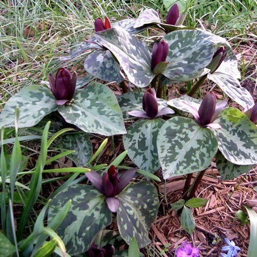 Trillium cuneatum
