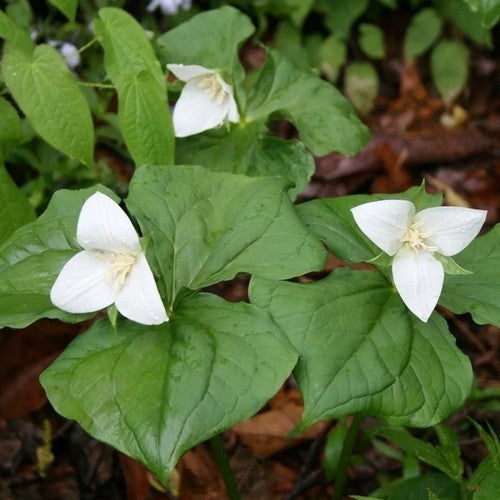 Trillium flexipes