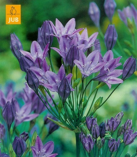Triteleia laxa 'Corrina'