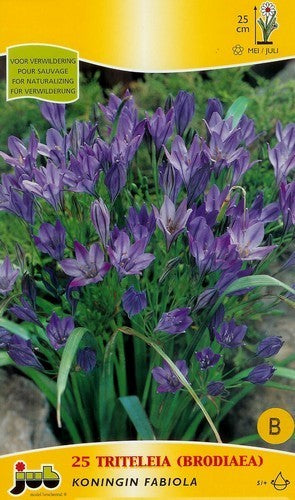 Triteleia laxa 'Corrina'