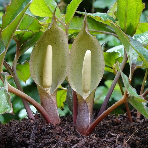 Typhonium alpinum