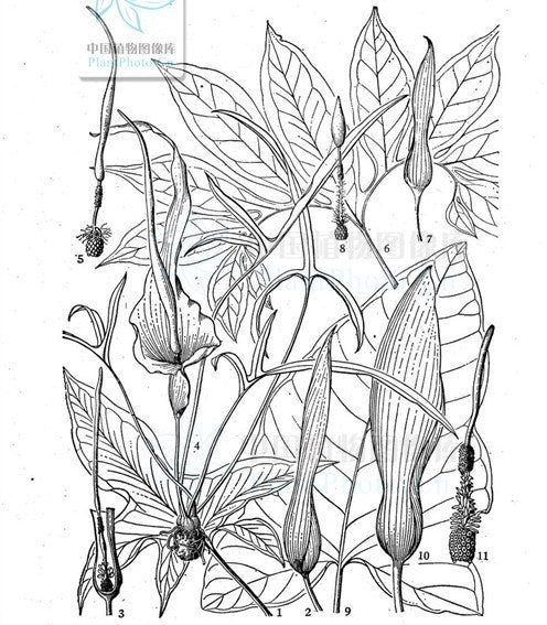 Typhonium alpinum