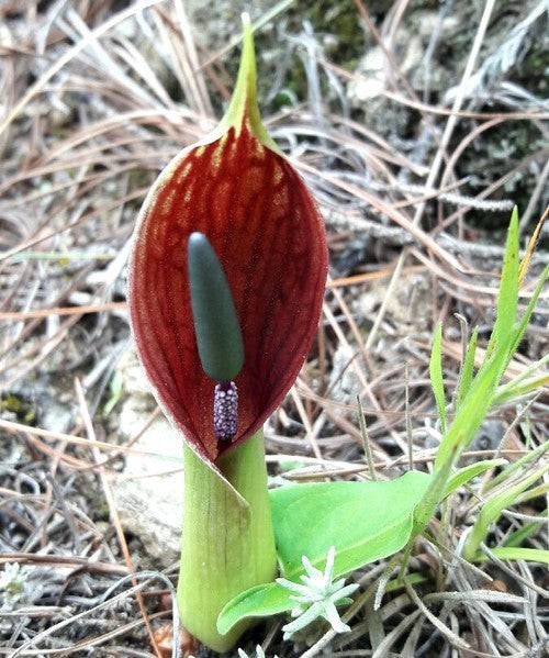 Typhonium diversifolium