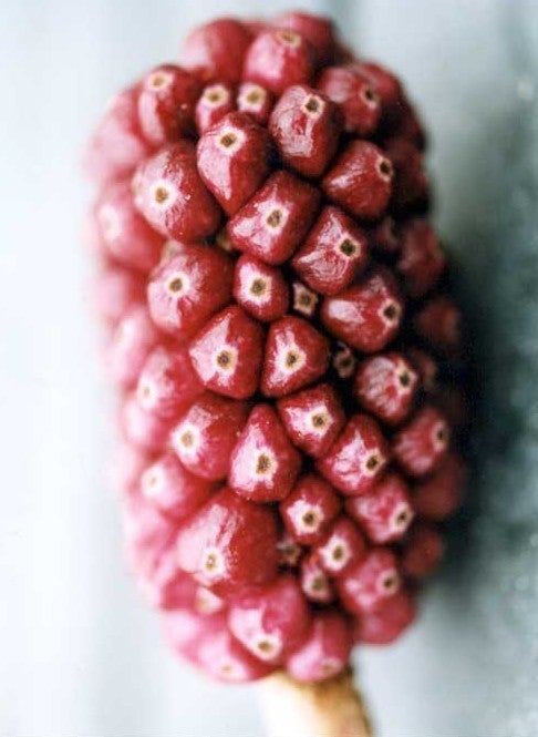 Typhonium giganteum