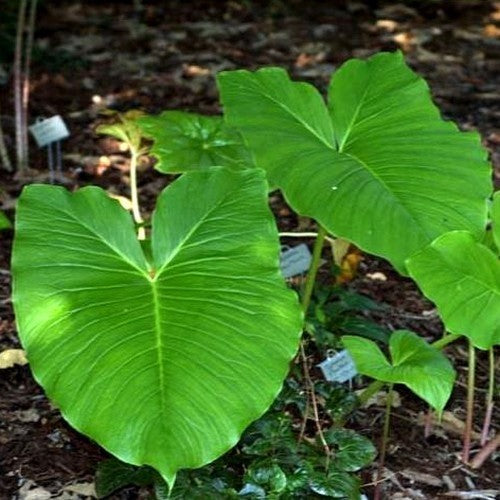Typhonium giganteum