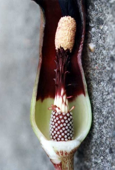 Typhonium giganteum