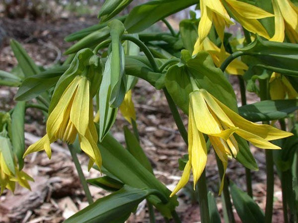 Uvularia grandiflora