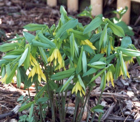 Uvularia grandiflora