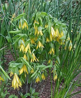 Uvularia grandiflora