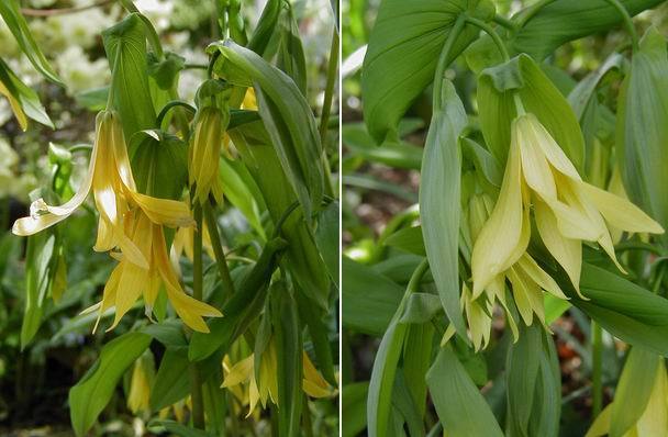 Uvularia grandiflora