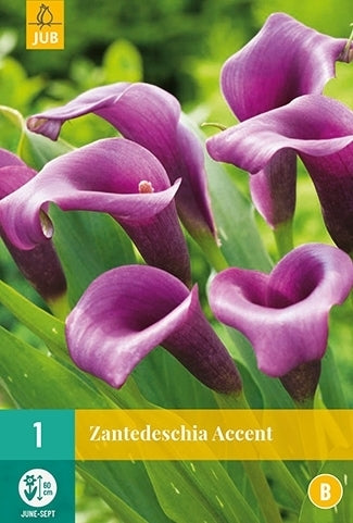 ZantedesChia hybrida 'Accent' / 'Durban'