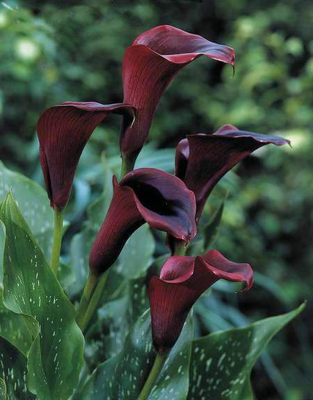 ZantedesChia hybrida 'Black Star' / 'Odessa'