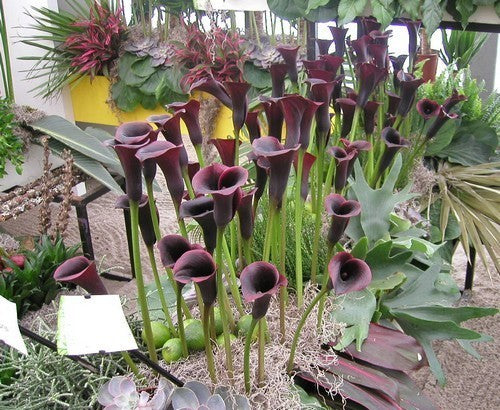 ZantedesChia hybrida 'Black Star' / 'Odessa'