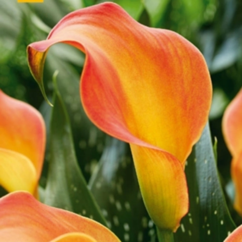 ZantedesChia hybrida 'Cameo' / 'Morning Sun'