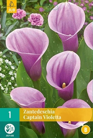 ZantedesChia hybrida 'Captain Violetta'