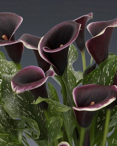 ZantedesChia hybrida 'Dubai Nights'