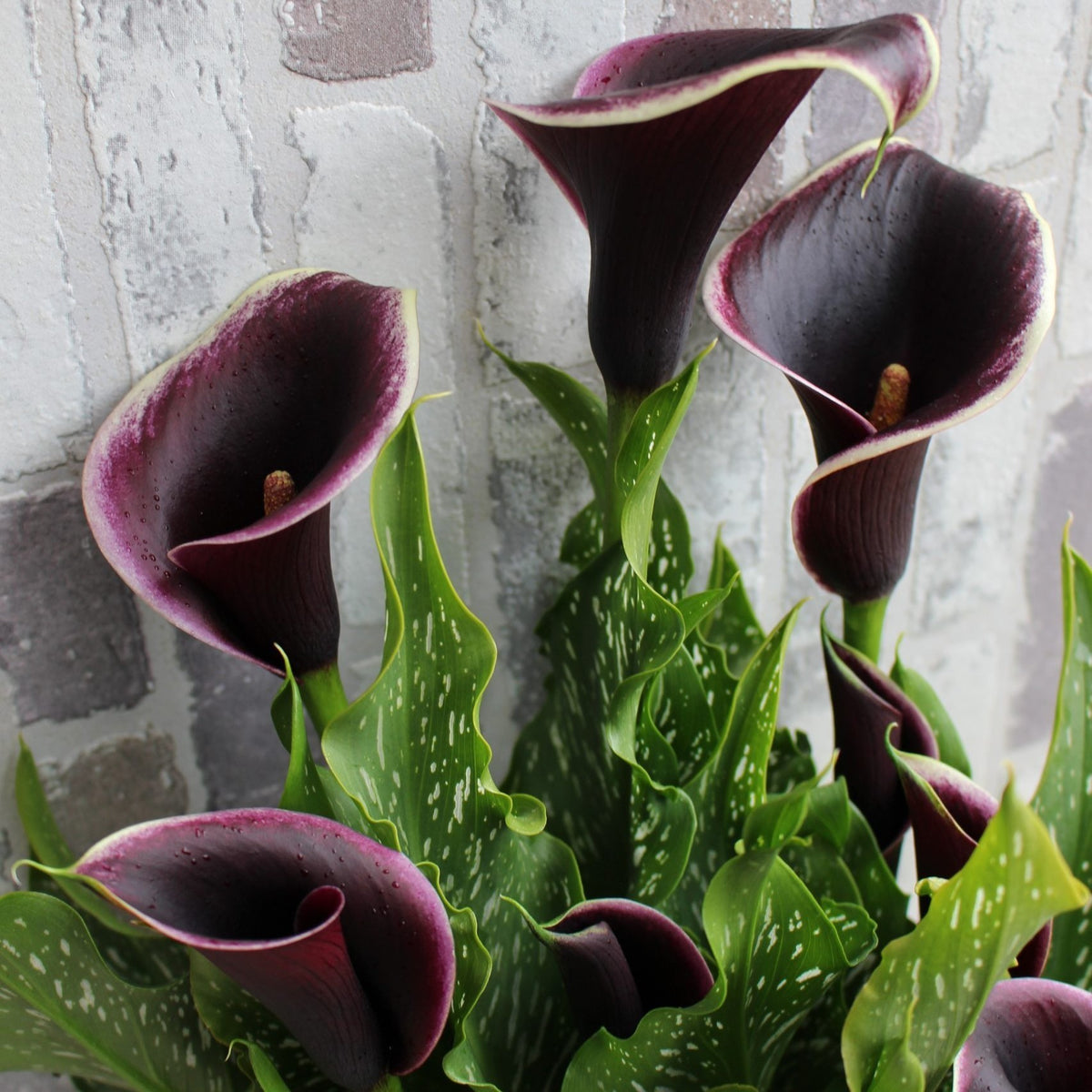 ZantedesChia hybrida 'Dubai Nights'