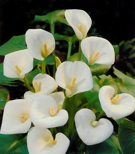 ZantedesChia hybrida 'Eleganza' / 'Crystal Clear'