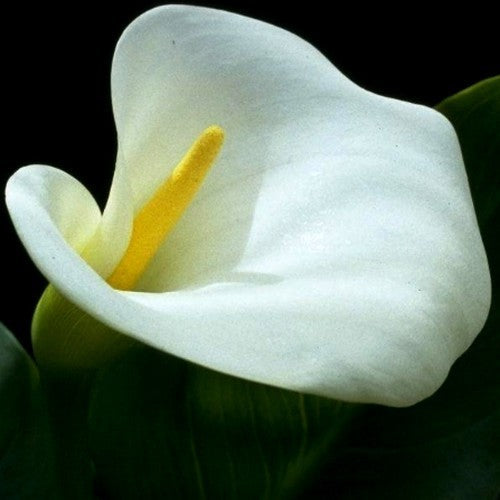 ZantedesChia hybrida 'Eleganza' / 'Crystal Clear'