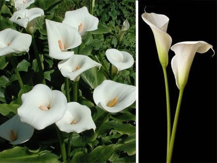 ZantedesChia hybrida 'Eleganza' / 'Crystal Clear'