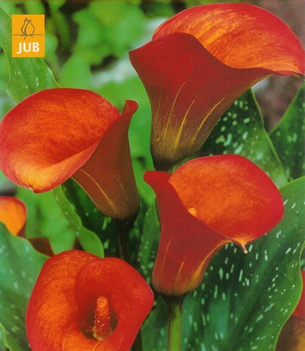 Zantedeschia hybrida 'Flame' / 'Rina'